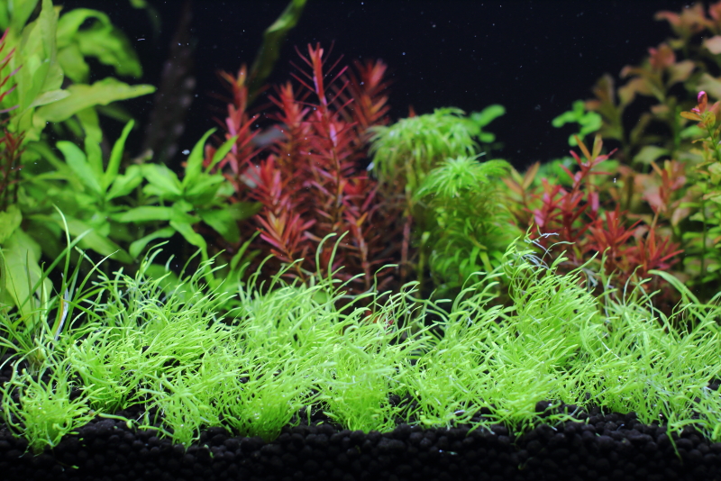 植栽から74日目　ウォーターローン